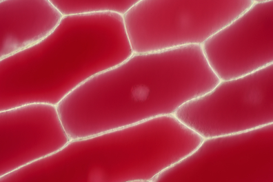 Cellules d'épiderme d'Oignon rouge x100